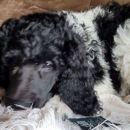 Blueberry - Parti Poodle puppy in Kronenwetter, Wisconsin from Amanda's Poodles