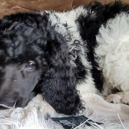Blueberry - Parti Poodle puppy in Kronenwetter, Wisconsin from Amanda's Poodles