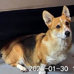 Wags - Pembroke Welsh Corgi