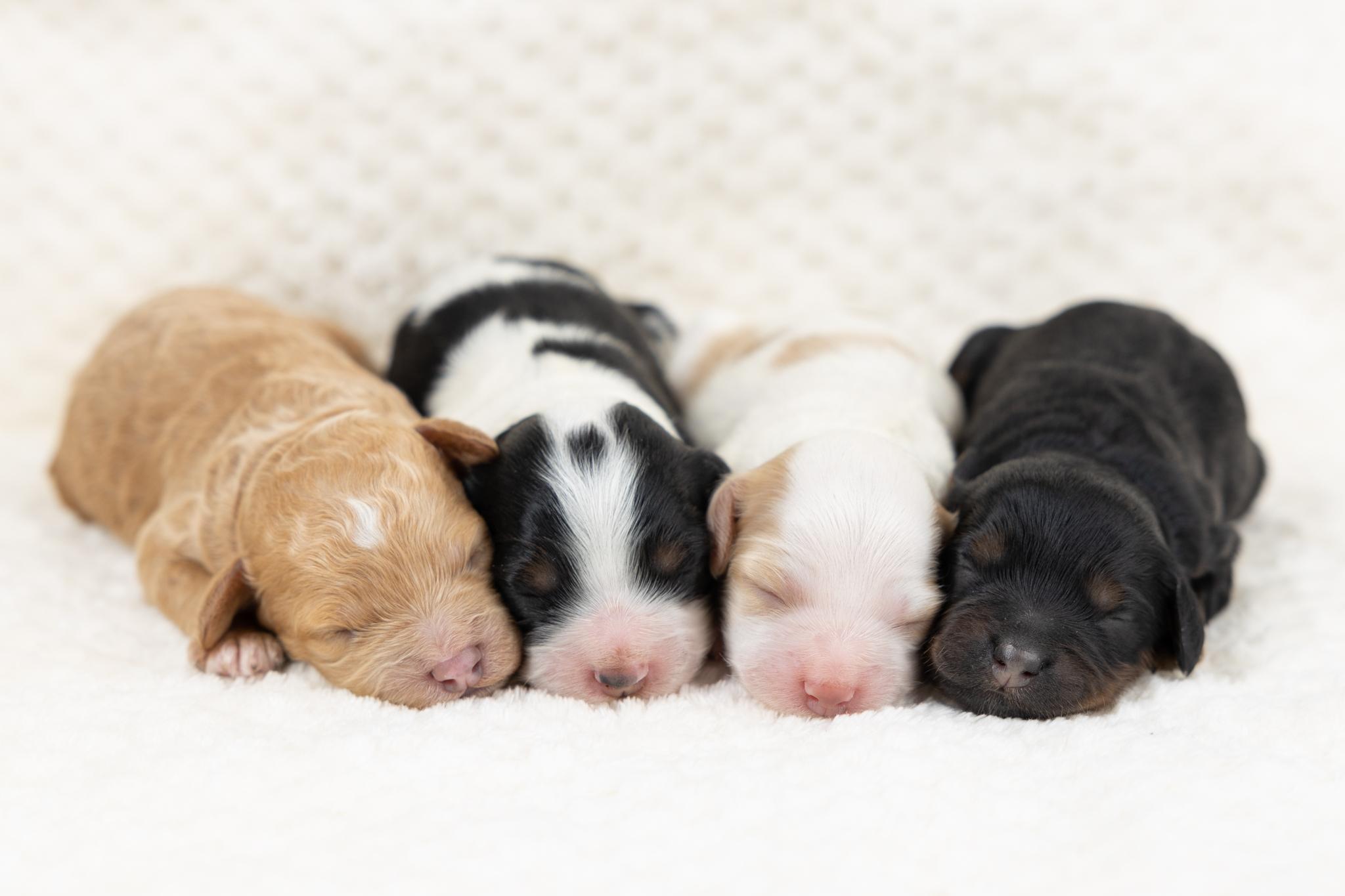 Firm Foundation Cockapoos in Utah | Cockapoo puppies | Good Dog