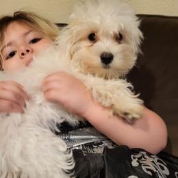 Junior - Maltipoo