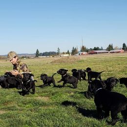 Golden Retriever and Labrador Retriever Puppies from Sutter Bay Retrievers