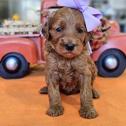 Bailey's Lilac Girl - Red  female Goldendoodle puppy in Kountze, Texas from Texas Doodles LLC