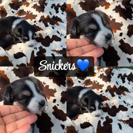 Snickers - Black tri-color male Australian Shepherd puppy in Denton, North Carolina from Double R Farm Aussies