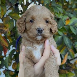 Rory - Apricot female Assorted Doodle Crosses puppy in Yuba City, California from Lucky Day Doodles