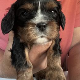 Girl 1 - Black and tan female Cavalier King Charles Spaniel puppy in Morriston, Florida from Cutesy Cavaliers