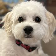 Skye - Cavachon