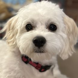 Skye - Cavachon