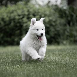 Berger Blanc Suisse and German Shepherd Puppies from Fireside Fernweh