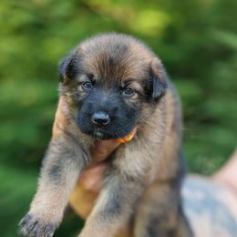 Orange Collar - Sable female German Shepherd puppy in Prospect, Connecticut from Di Massimo Canile