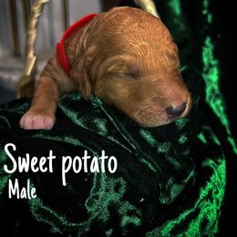 Sweet potato - Goldendoodle puppy in Stafford, Virginia from RVM Doodles