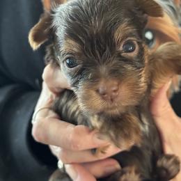 Puppy 1 - Chocolate and tan male Yorkshire Terrier puppy in Elizabeth, Indiana from Dwayne’s Yorkshire Terriers