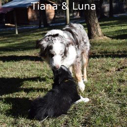 Australian Shepherd Puppies from Glacier Aussies