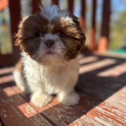 Sierra - Shih-Tzu - Gold and white female Shih Tzu puppy in Chariton, Iowa from Mia Lucky Maltese