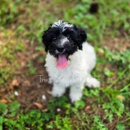Cassini - Black and white female Aussiedoodle puppy in Centreville, Mississippi from Trin's Designer Doodles