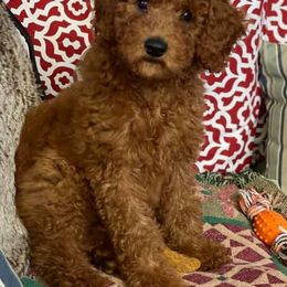 Goldendoodles from My Darlin Doodles