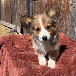 Pecos - Red male Pembroke Welsh Corgi puppy in Mc Cammon, Idaho from Sunny J Corgis and Mini Americans