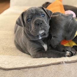 Lita-Pink Collar - Gray female Cane Corso puppy in Briggs, Texas from Capital City Corso’s