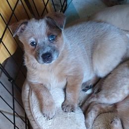 Australian Cattle Dog Puppies from FullMoon Cattle Dogs