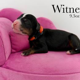 Witney - Tri-color female Bernedoodle puppy in Comanche, Texas from Central Texas Doodles, LLC.