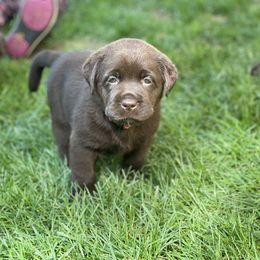 Labrador Retriever Puppies from Spellcast Labradors