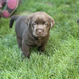 Labrador Retriever Puppies from Spellcast Labradors