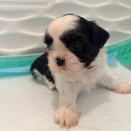 Malorie - Black and white female Shih Tzu puppy in Hemet, California from Aloha Shih Tzu