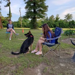 German Shepherd All Grown Up from Hundes Des Waldes Working dogs