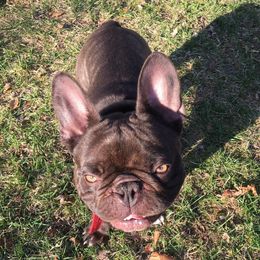 French Bulldog All Grown Up from North Coast Frenchies