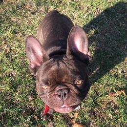 French Bulldog All Grown Up from North Coast Frenchies