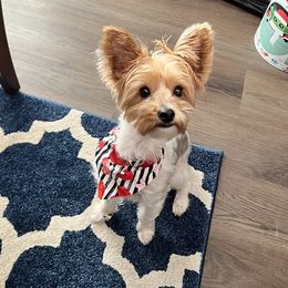 Aaliyah - Yorkshire Terrier