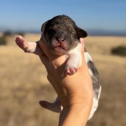 Goose - Parti male Goldendoodle puppy in Millville, California from Hope Lane Kennels