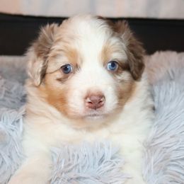 Loofah - Red merle female Australian Shepherd puppy in Colorado from Firestone Australian Shepherds