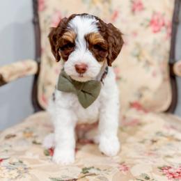 Party Favor - Brown and white male Bernedoodle puppy in Sulphur, Louisiana from Curly Q’s Of Carlyss