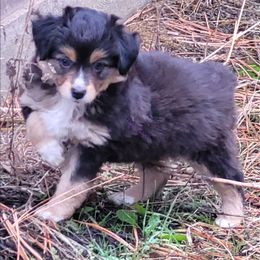Sally - Black tri female Miniature Australian Shepherd puppy in Deer Park, Washington from Rodeo Aussies