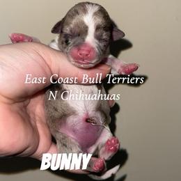 Bunny - Merle female Chihuahua puppy in Kannapolis, North Carolina from East Coast Bull Terriers N Chihuahuas