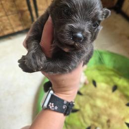 Jack - Blue male Pomeranian puppy in Chattanooga, Tennessee from Valley Poms