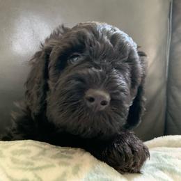 Ivy - Sheepadoodle puppy from Riley Grace Puppies
