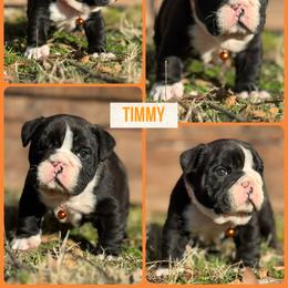 Boy 1 - Brindle male Bulldog puppy in Quinlan, Texas from Wright Way Retrievers
