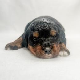 Colby - male Australian Mountain Doodle puppy in Sharpsburg, Georgia from Steindoodles
