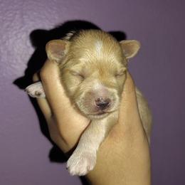 Cream boy - Wheaten male Miniature Schnauzer puppy in Florida from Central Florida Schnauzers