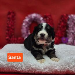 Santa- Orange collar - Tri-color male Bernedoodle puppy in Summerville, South Carolina from Channys Doodles