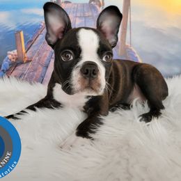 Boston Terrier Puppies from Our Gang Bostons