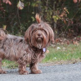 Havanese from Sweet Confections Havanese