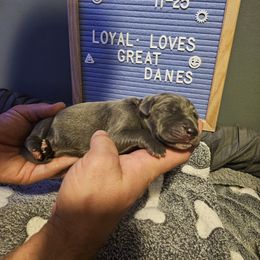 Boy 3 - Blue Great Dane puppy in Ohio from Loyal-Loves Great Danes
