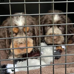 English Springer Spaniel Puppies from English Springer Spaniels at Lands Lodge