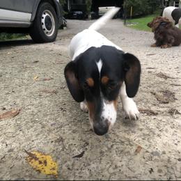 Maggie - Dachshund