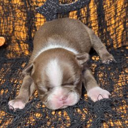 Chocolate Boy - Red male Boston Terrier puppy in Corsicana, Texas from JT Bostons
