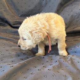 Mr. Pink - Golden male Golden Retriever puppy in Brentwood, California from Golden M Family Farms