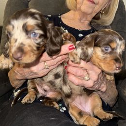 Dachshund puppies from Dreaming of Dachshunds